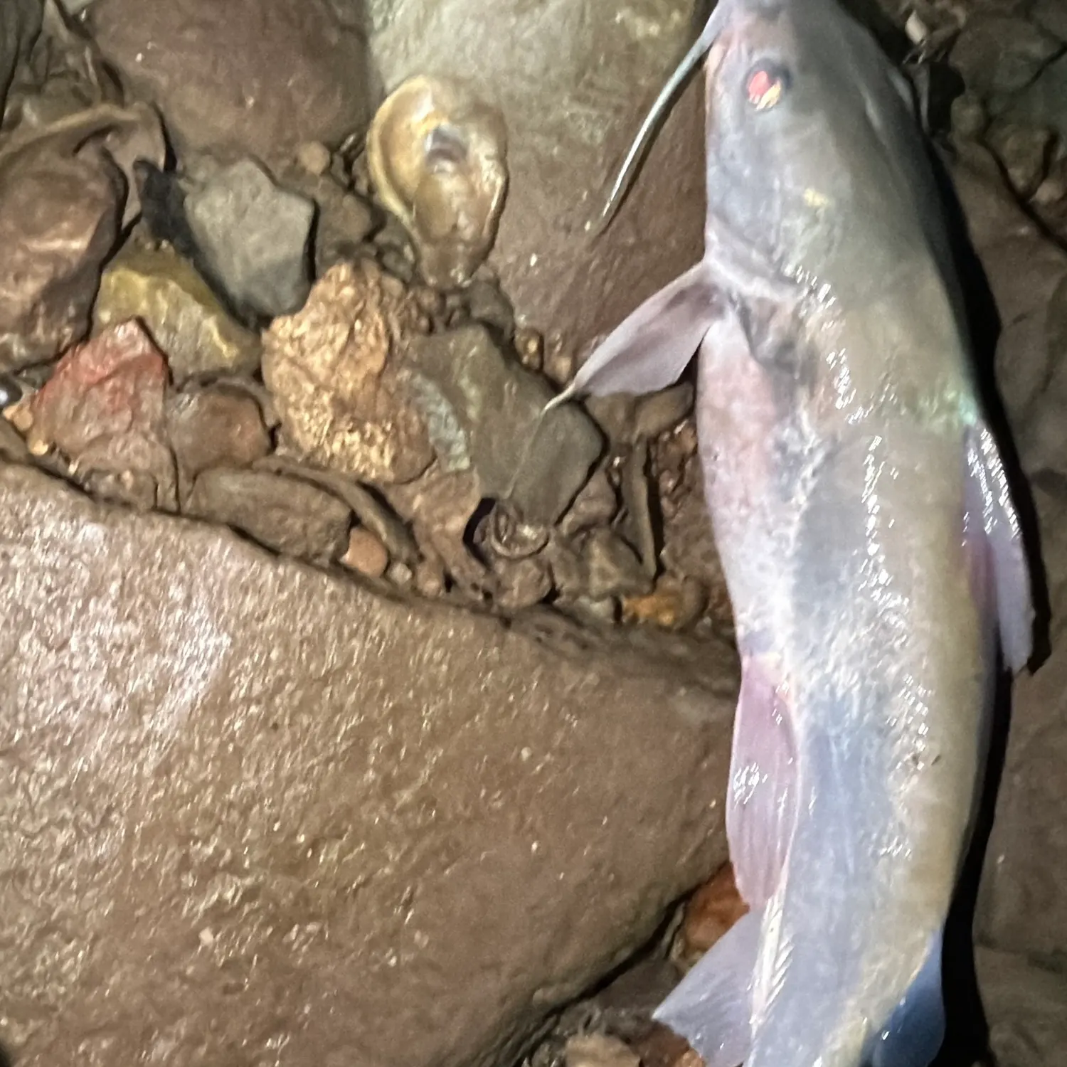 Hardhead sea catfish caught on Fishbrain