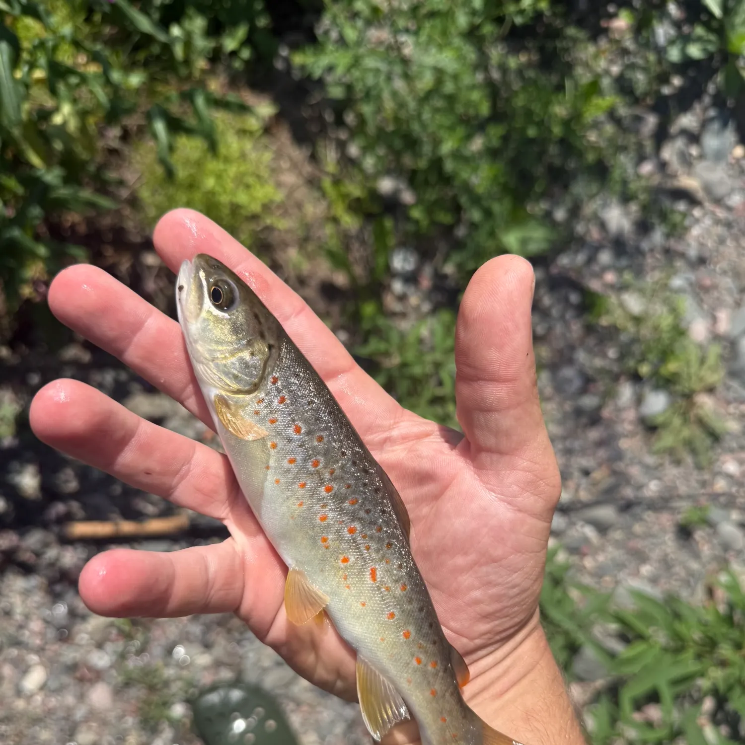 Brown trout caught on Fishbrain