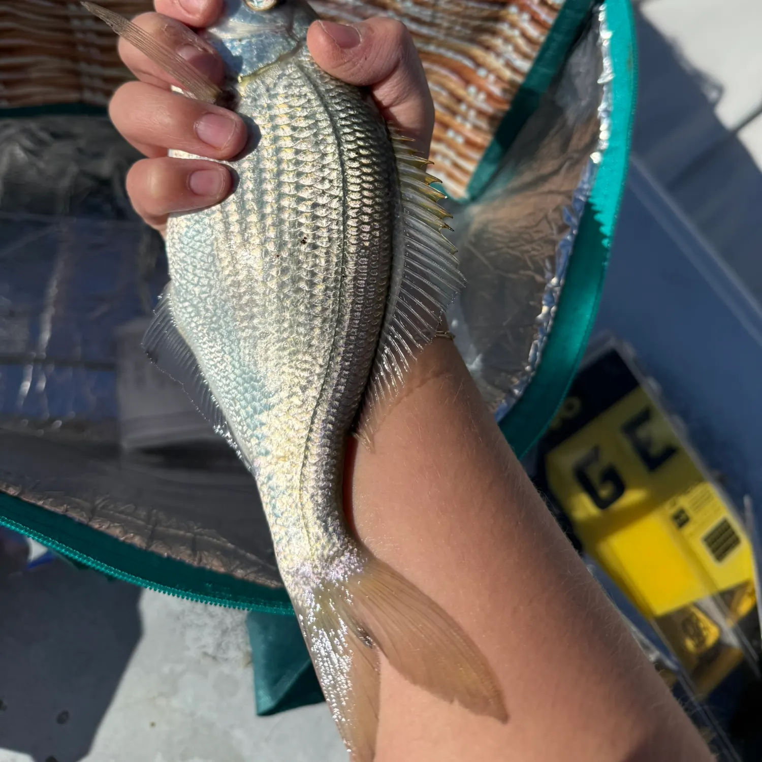 The most recent White seaperch catches on Fishbrain