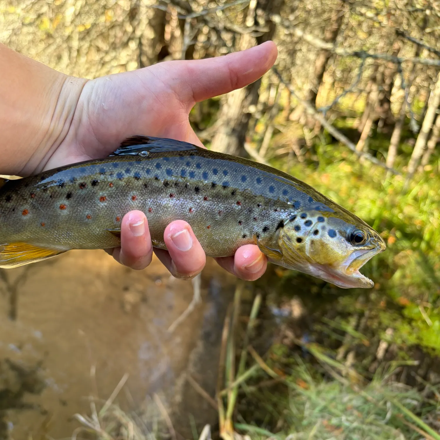 Brown trout caught on Fishbrain