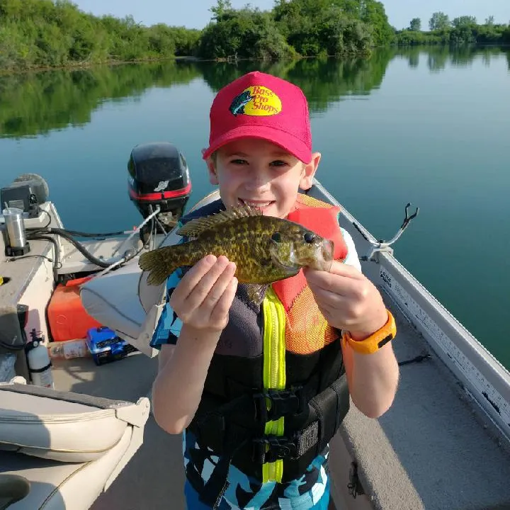 The most recent Rock bass catches on Fishbrain
