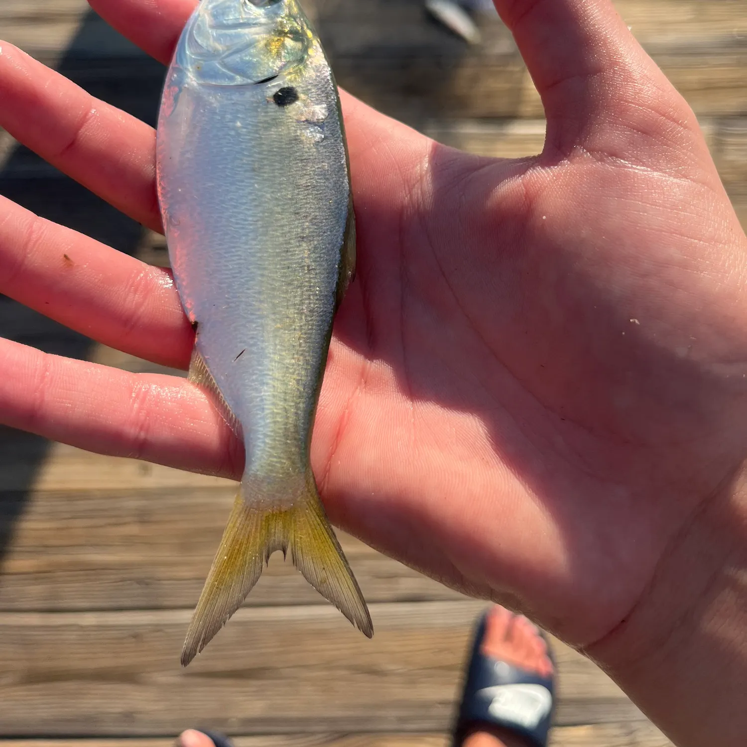 The most recent Yellowfin menhaden catches on Fishbrain