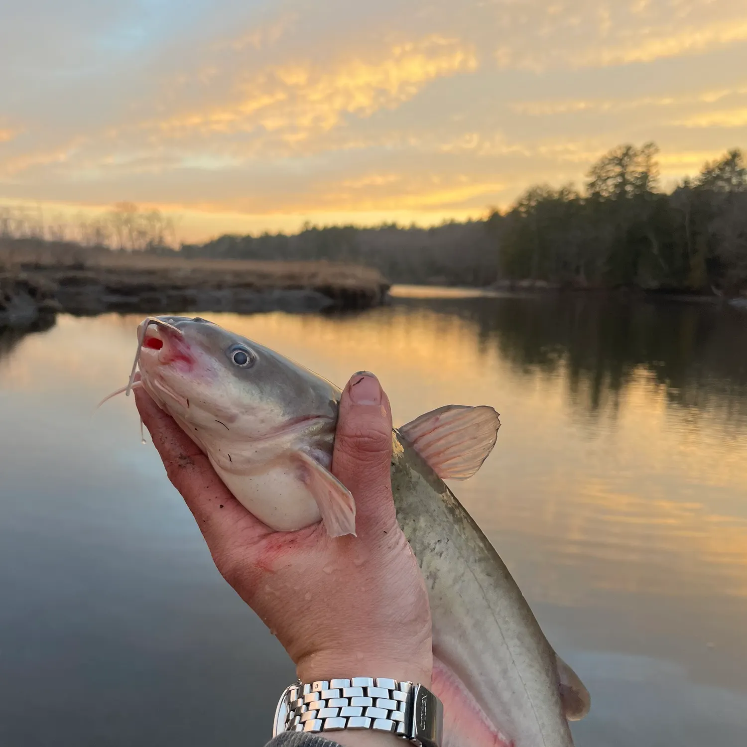 The most recent White bullhead catches on Fishbrain