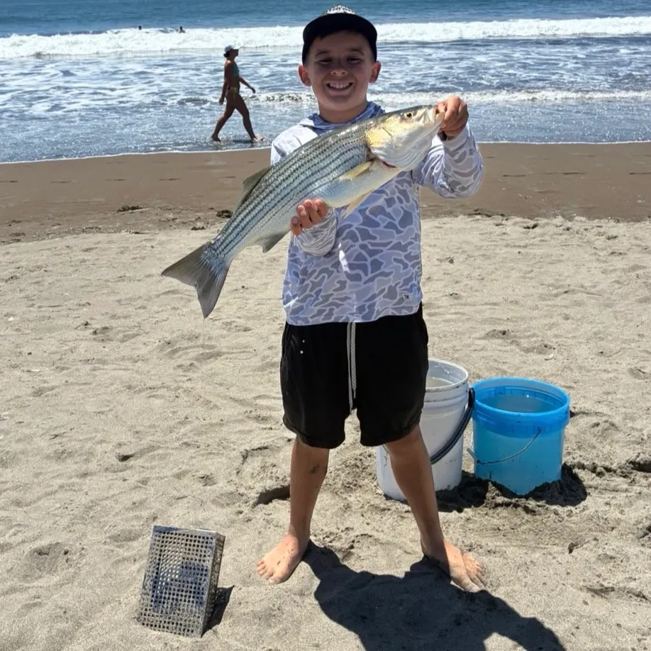 The most recent Striped bass catches on Fishbrain