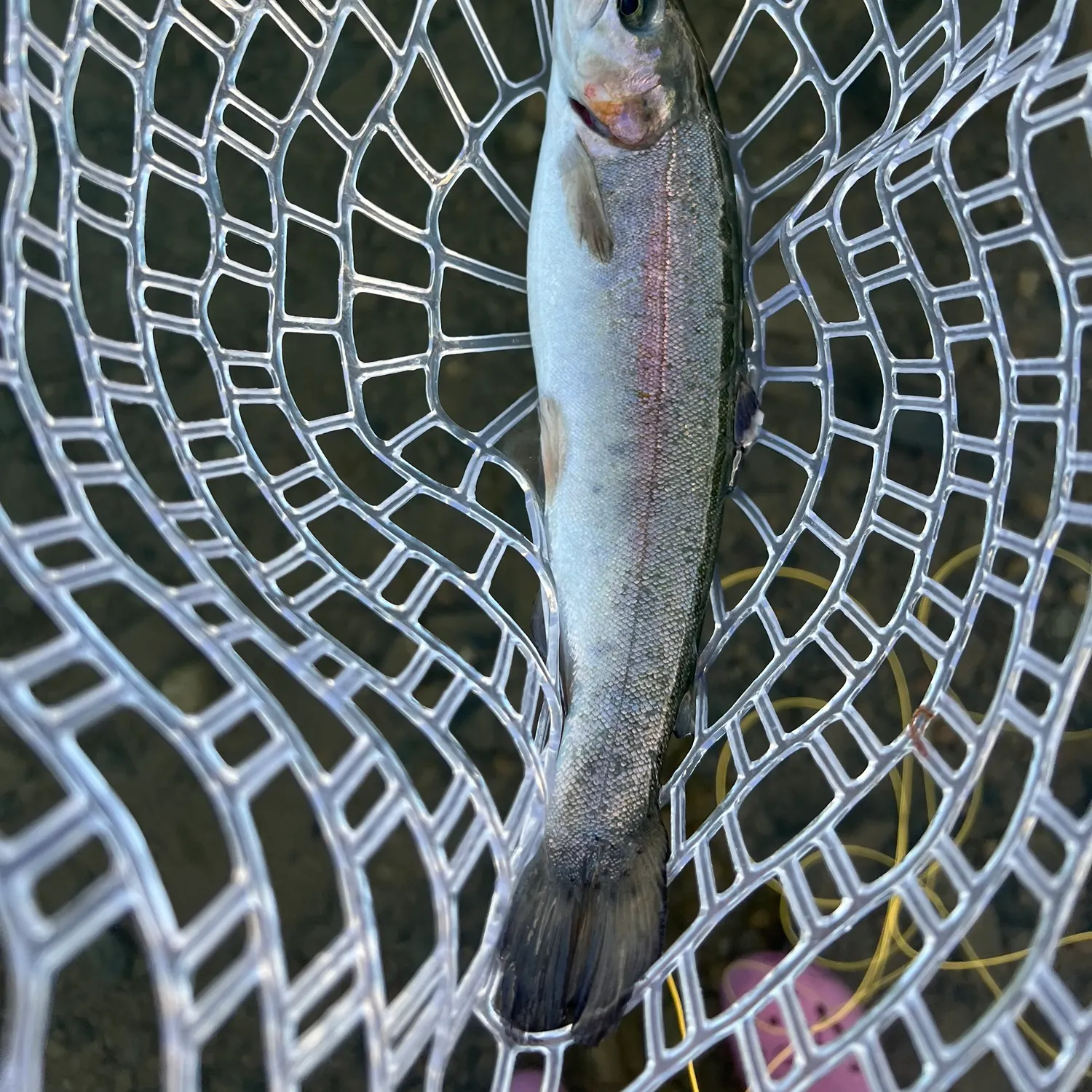 Rainbow trout caught on Fishbrain