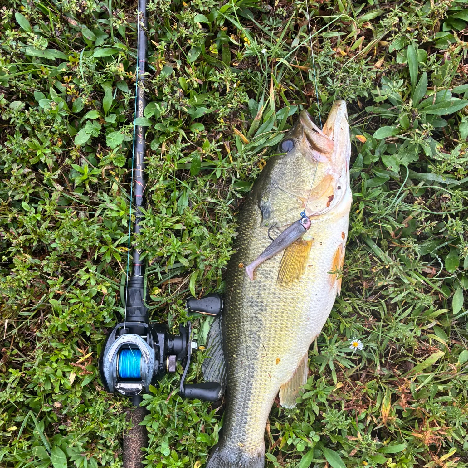 Largemouth bass caught on Fishbrain