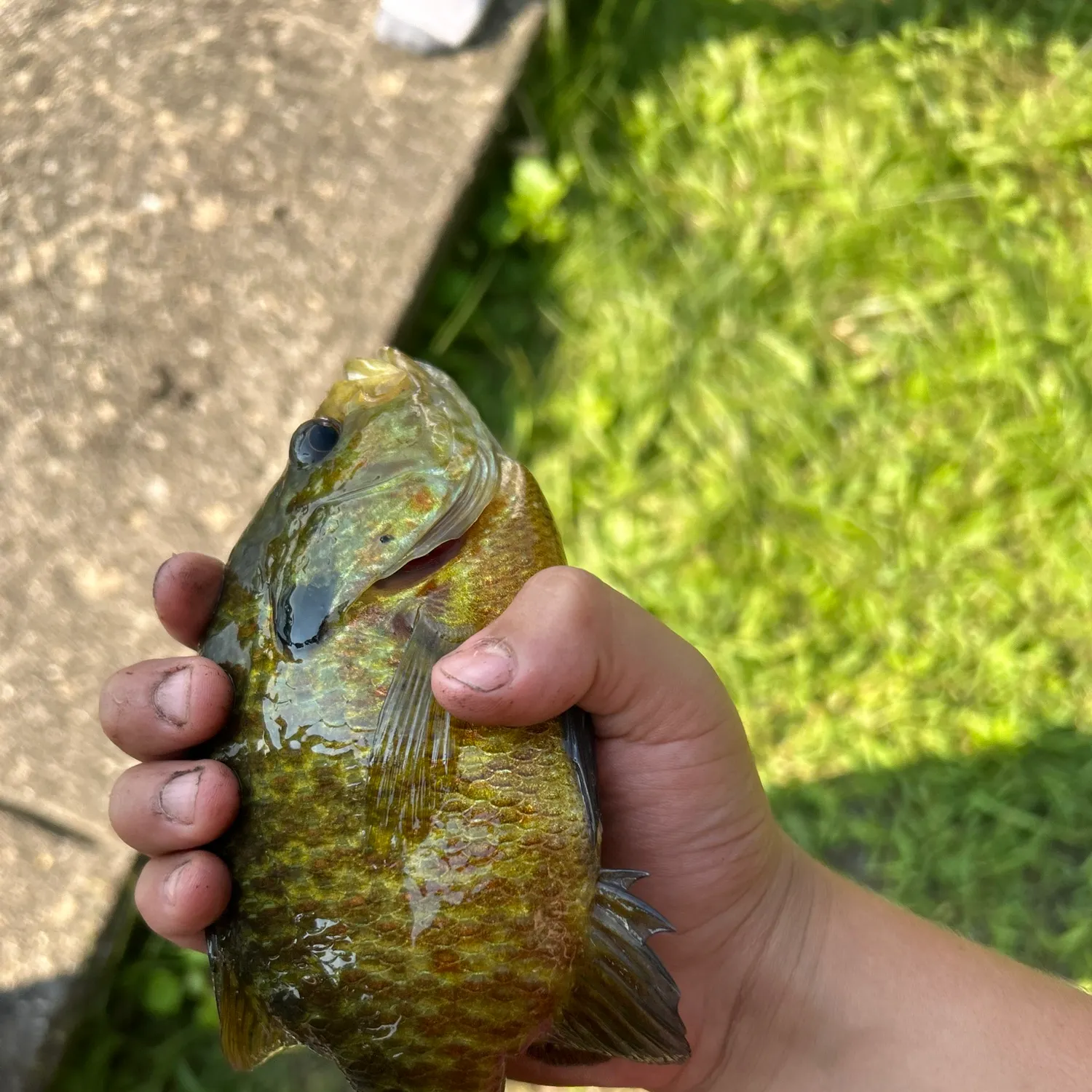 Bluegill caught on Fishbrain