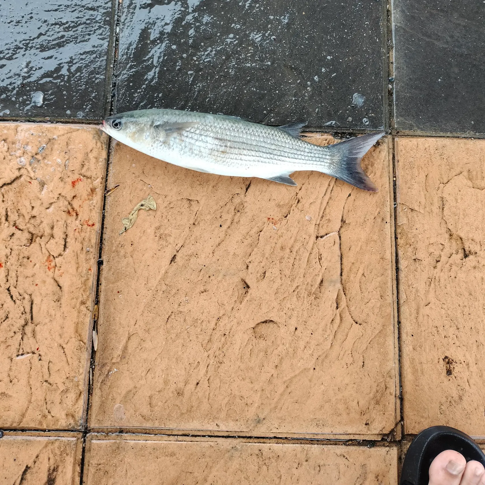 Striped mullet caught on Fishbrain
