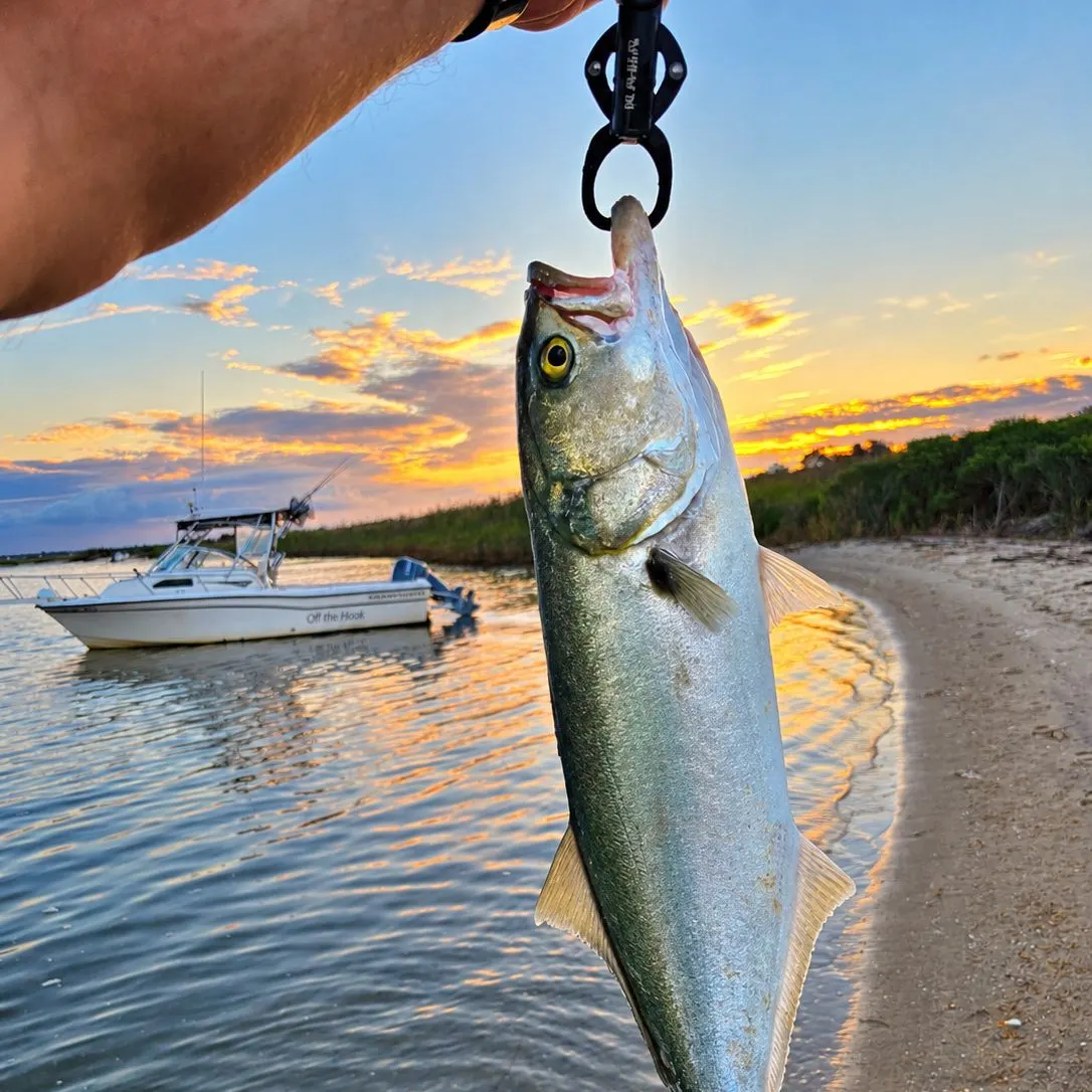 Bluefish caught on Fishbrain