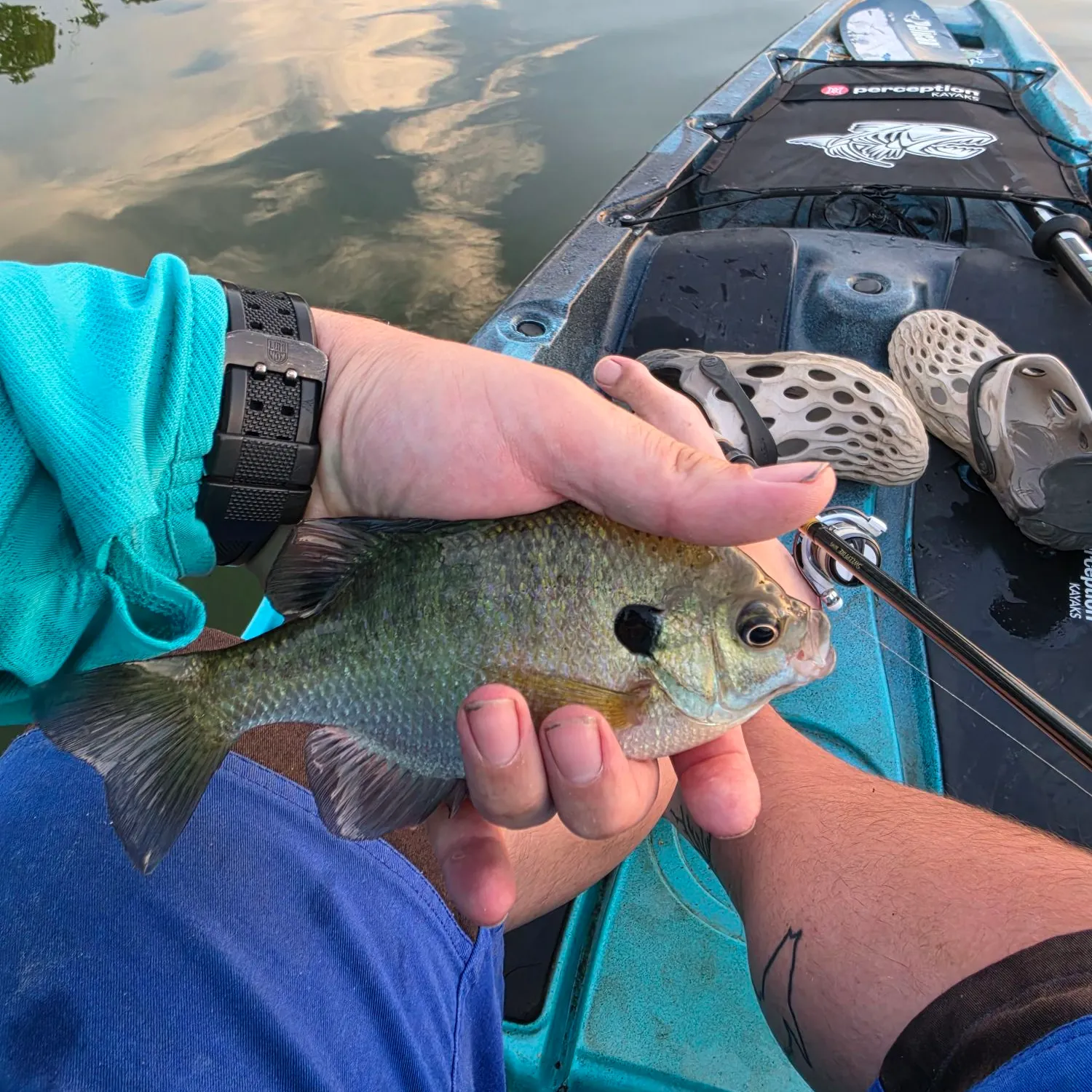 Bluegill caught on Fishbrain