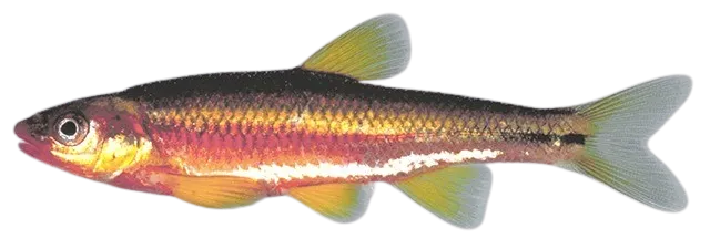 Saffron shiner