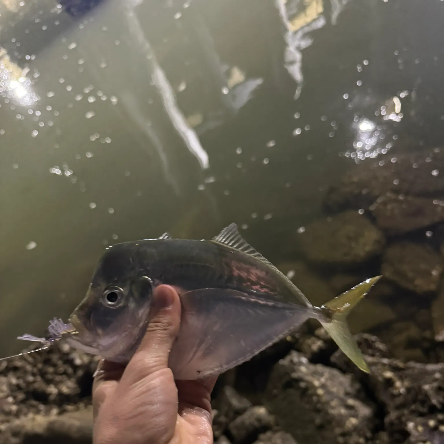 The most recent Atlantic moonfish catches on Fishbrain