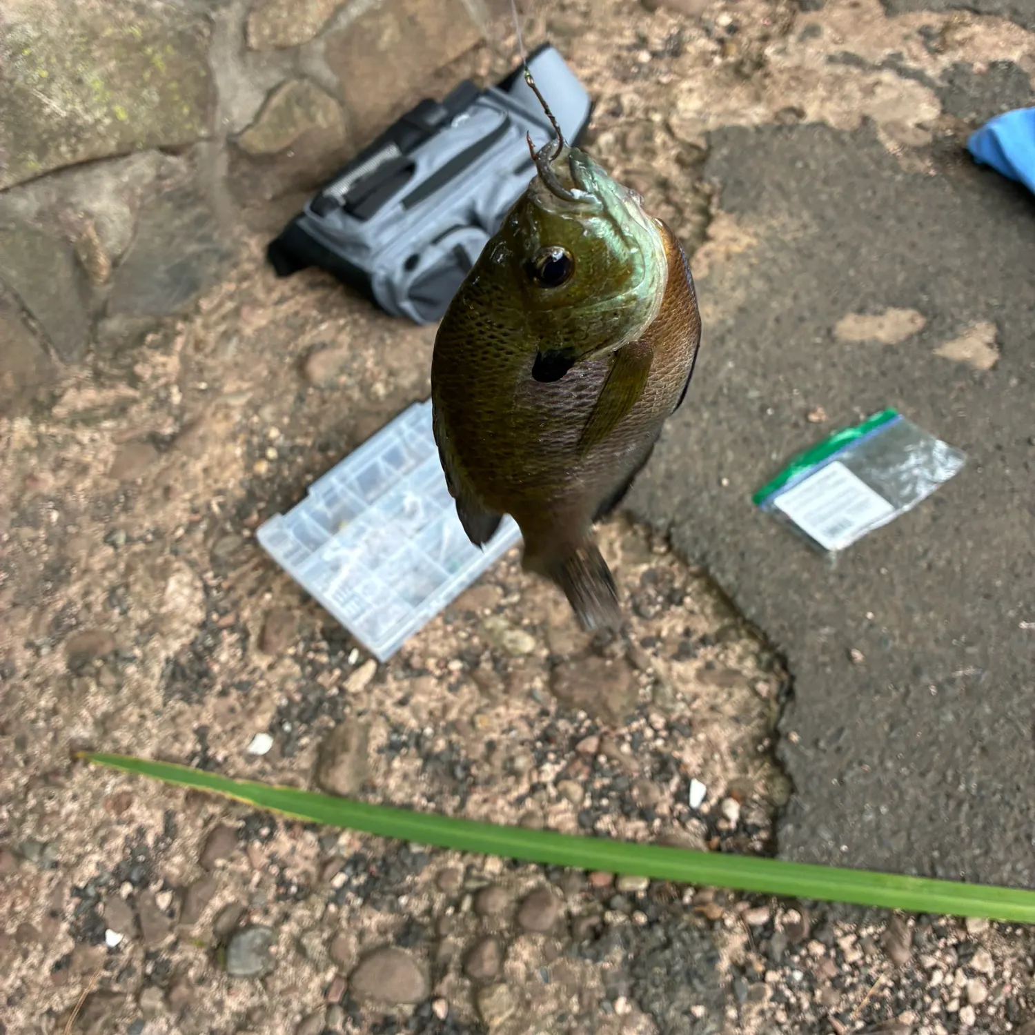 Bluegill caught on Fishbrain