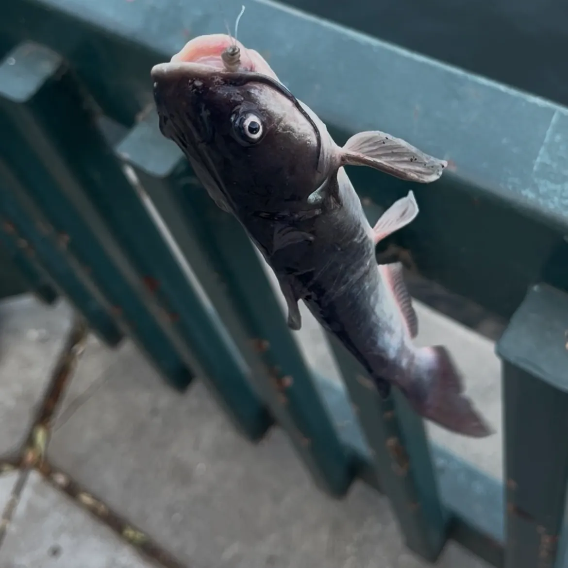 The most recent White bullhead catches on Fishbrain