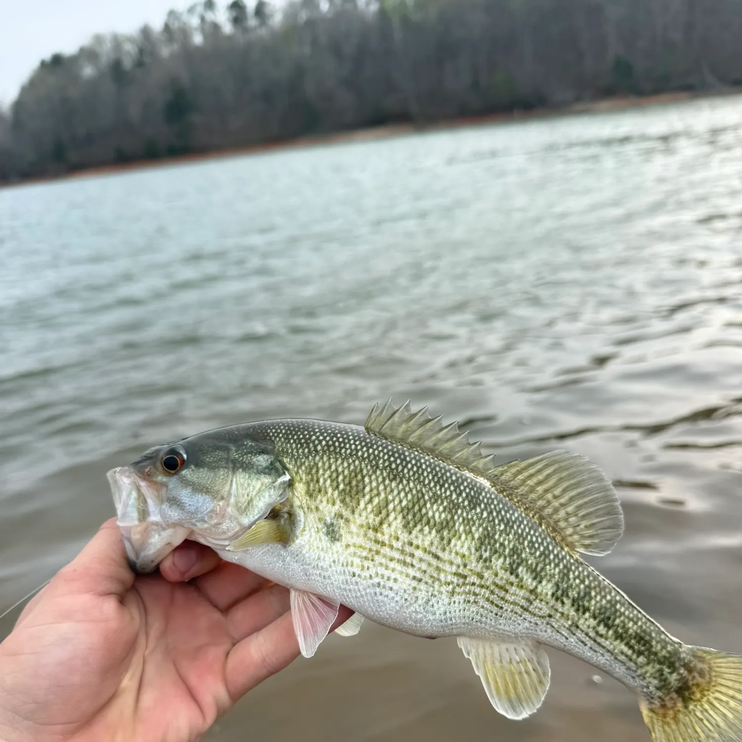 The most recent Redeye bass catches on Fishbrain