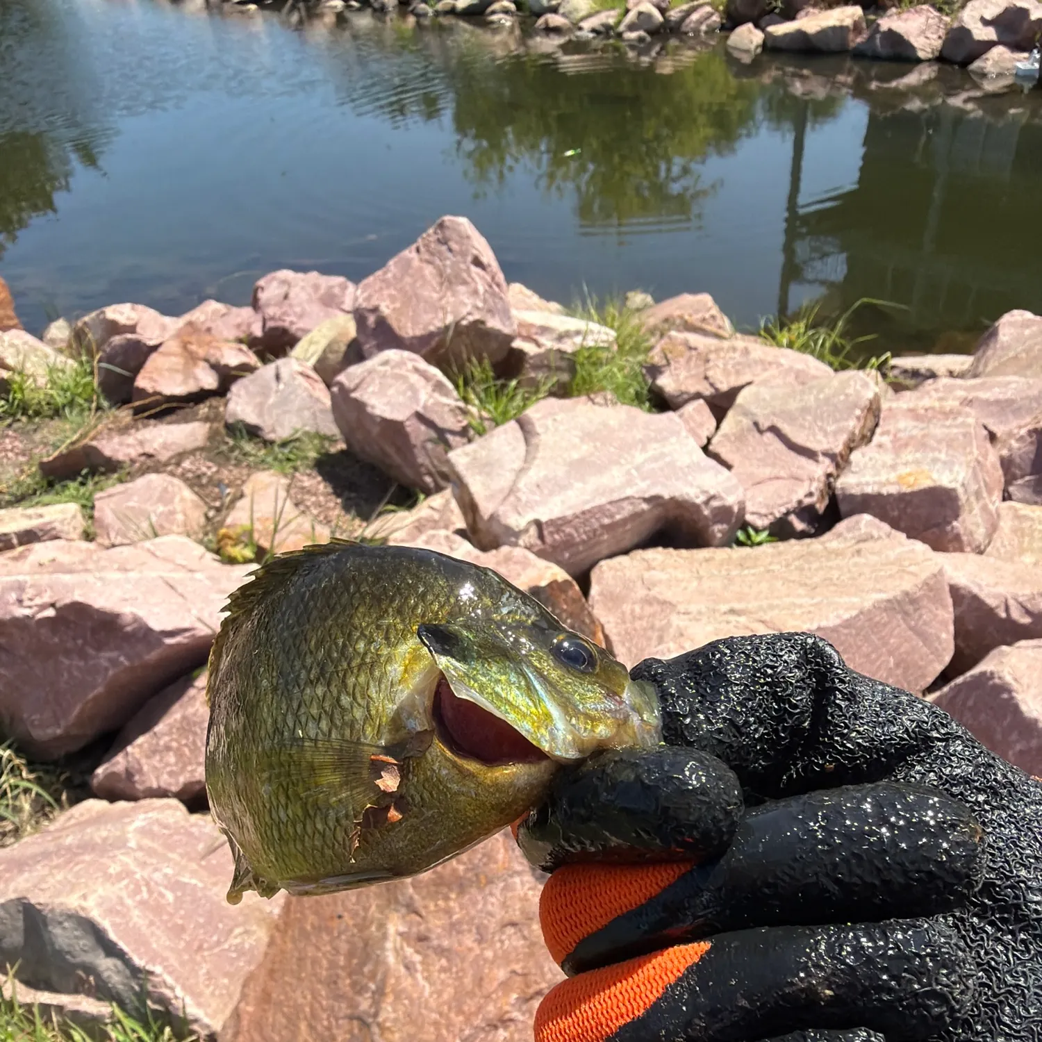 catch