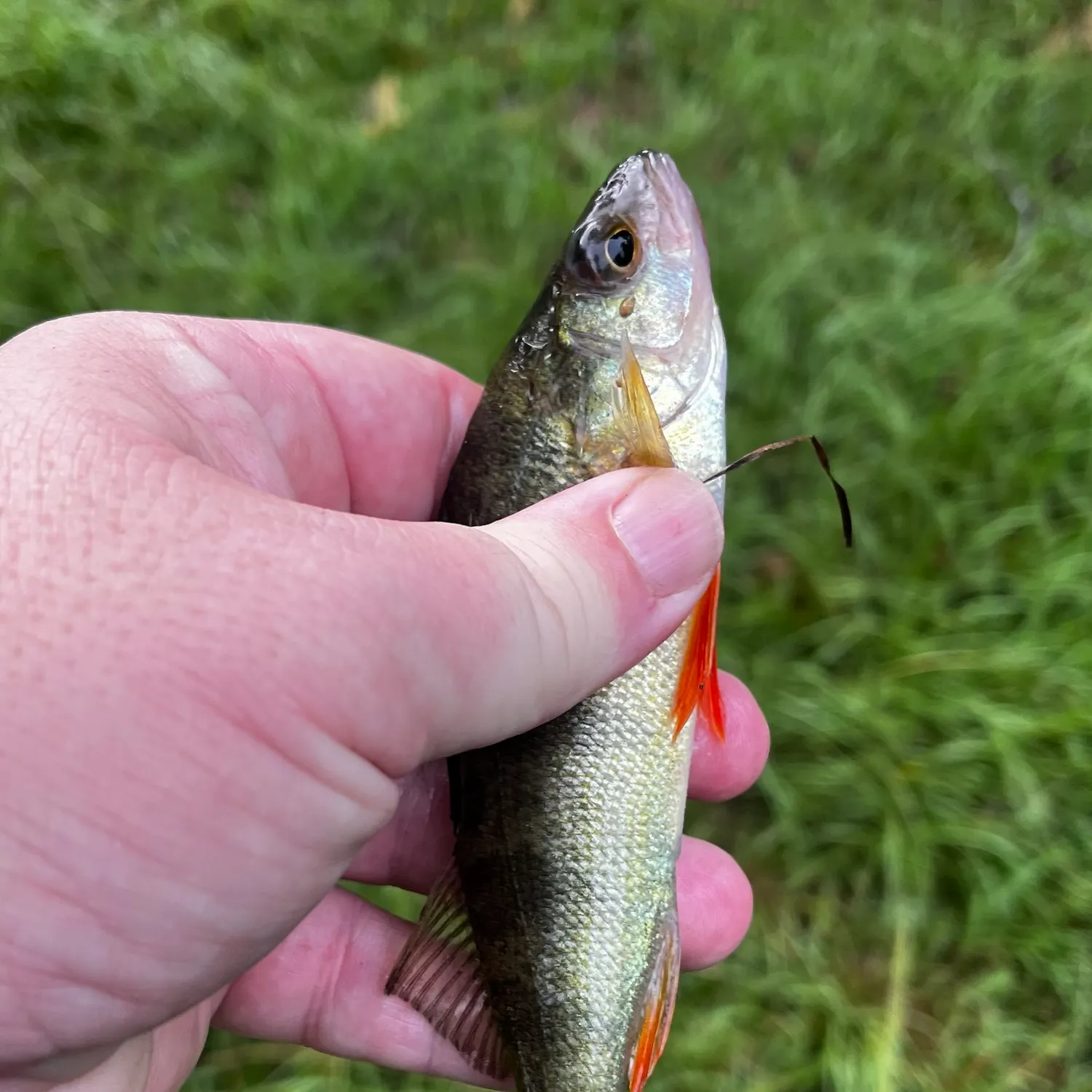 Yellow perch caught on Fishbrain