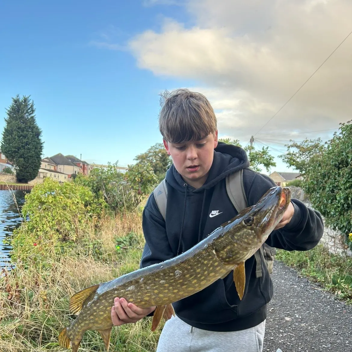 Northern pike caught on Fishbrain