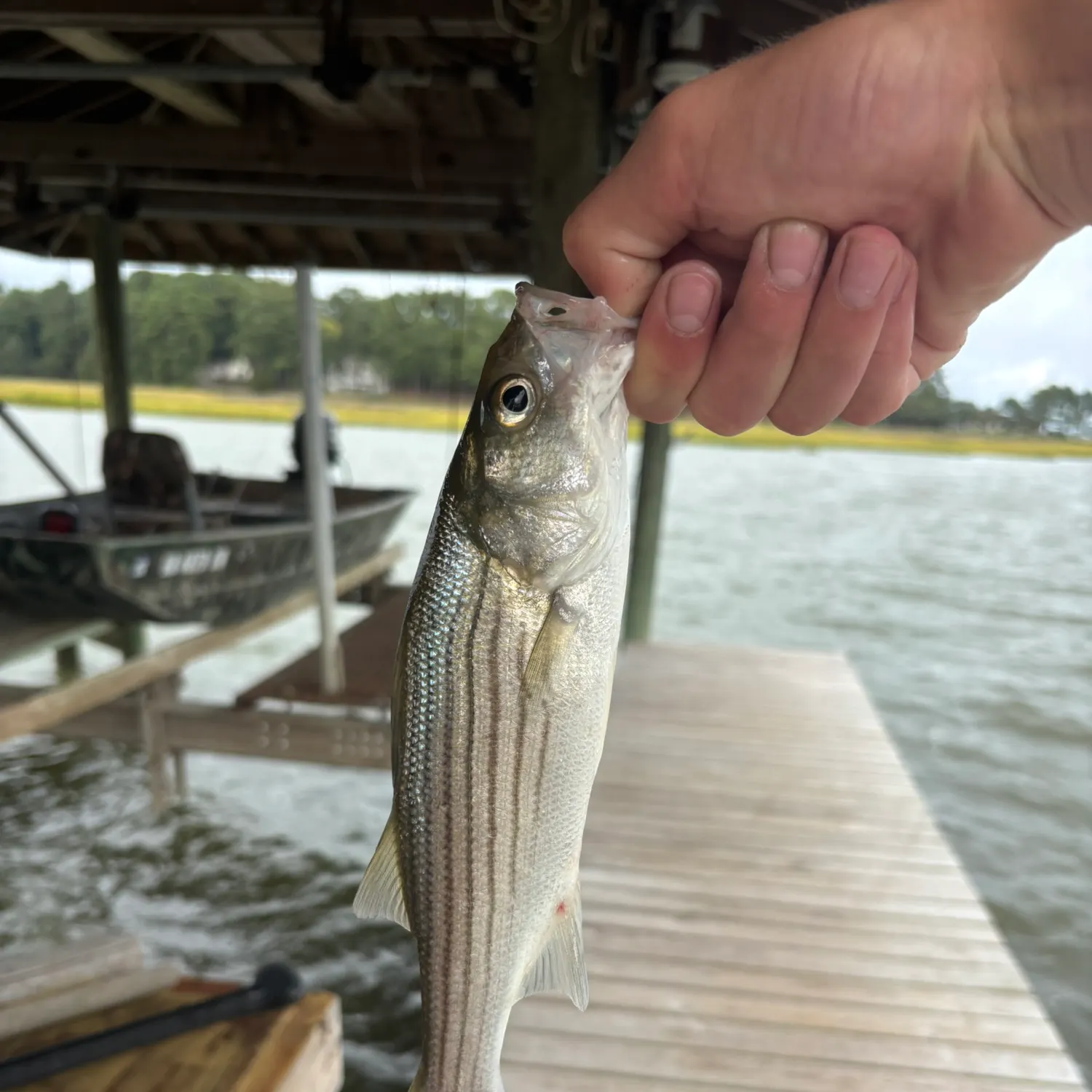 Striped bass caught on Fishbrain