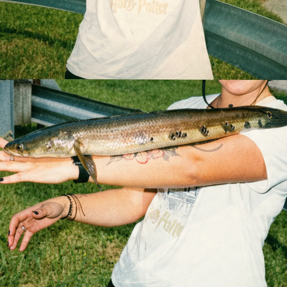 Goldline snakehead caught on Fishbrain