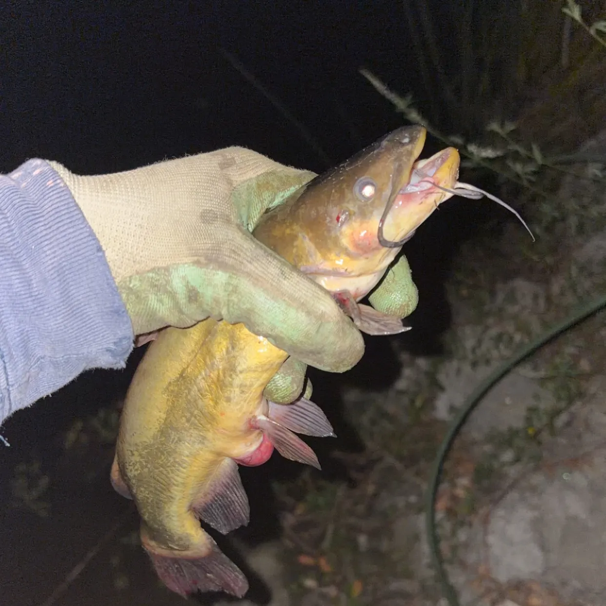 The most recent Yellow bullhead catches on Fishbrain
