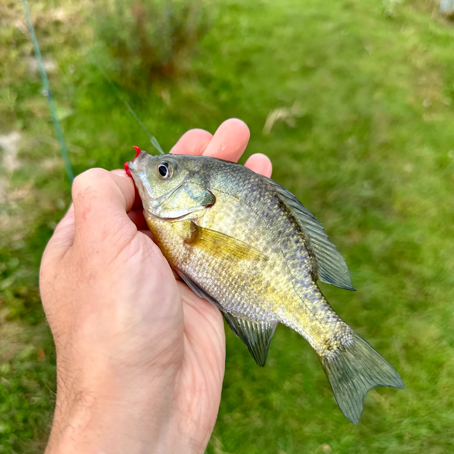 Bluegill caught on Fishbrain