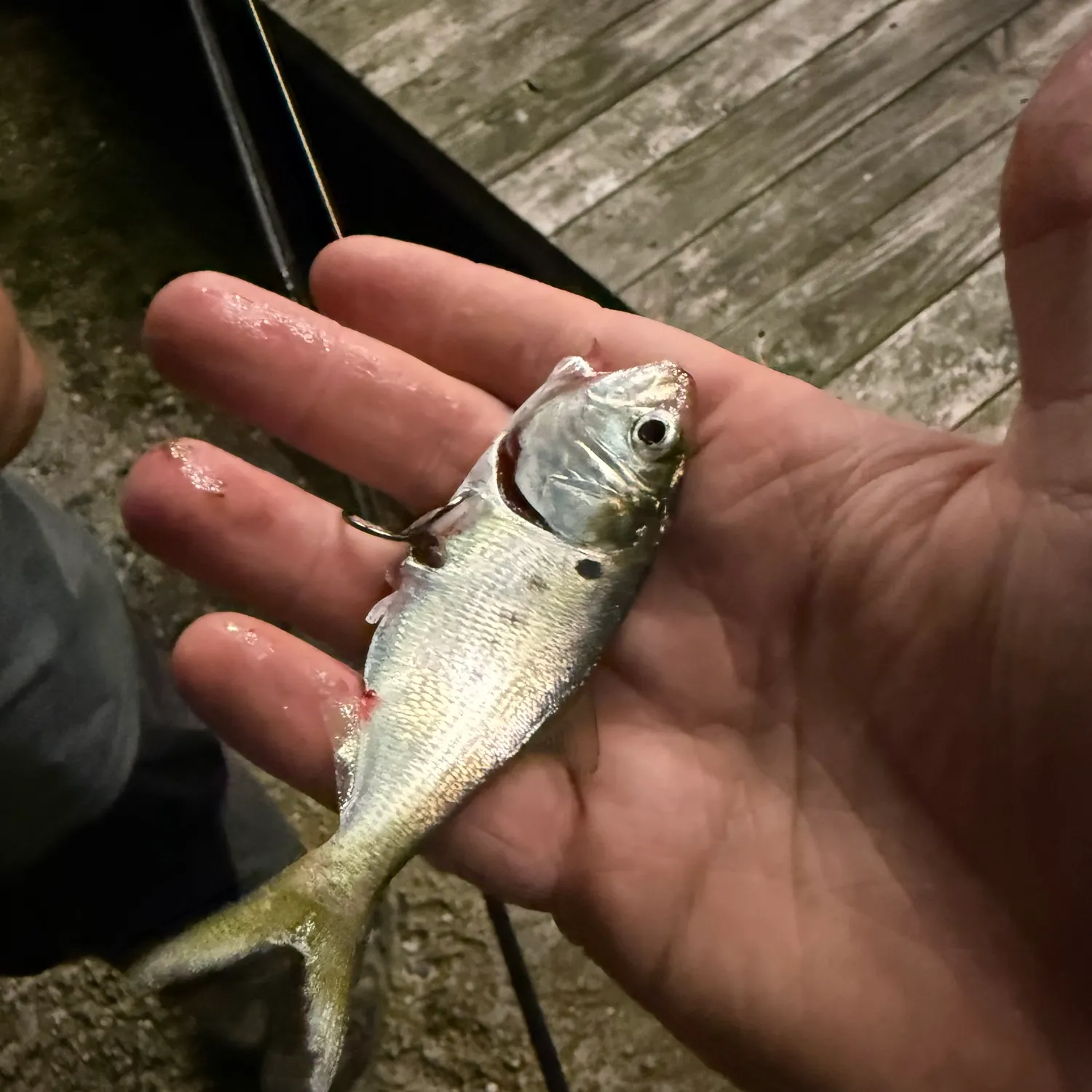 Gulf menhaden caught on Fishbrain