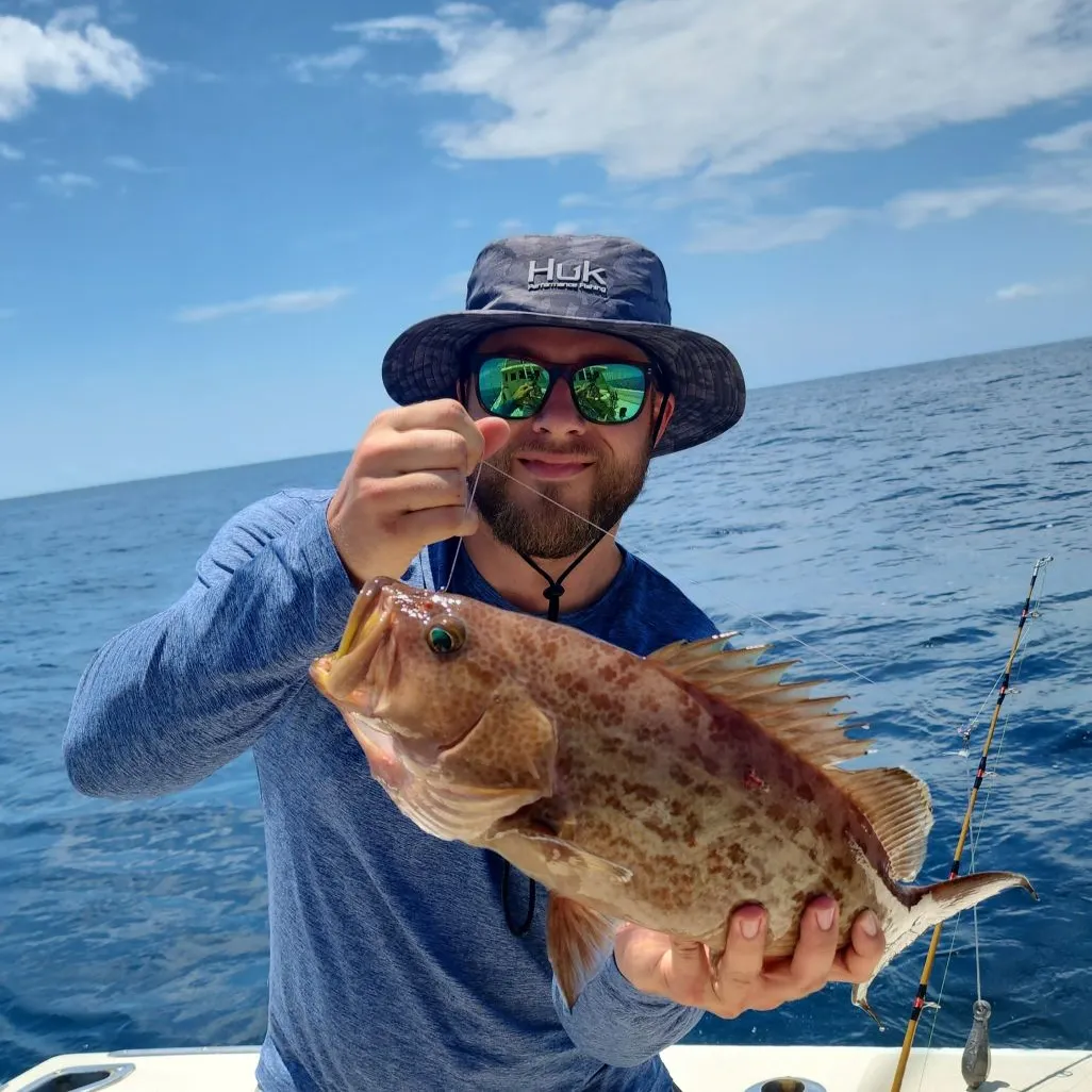 The most recent Scamp grouper catches on Fishbrain