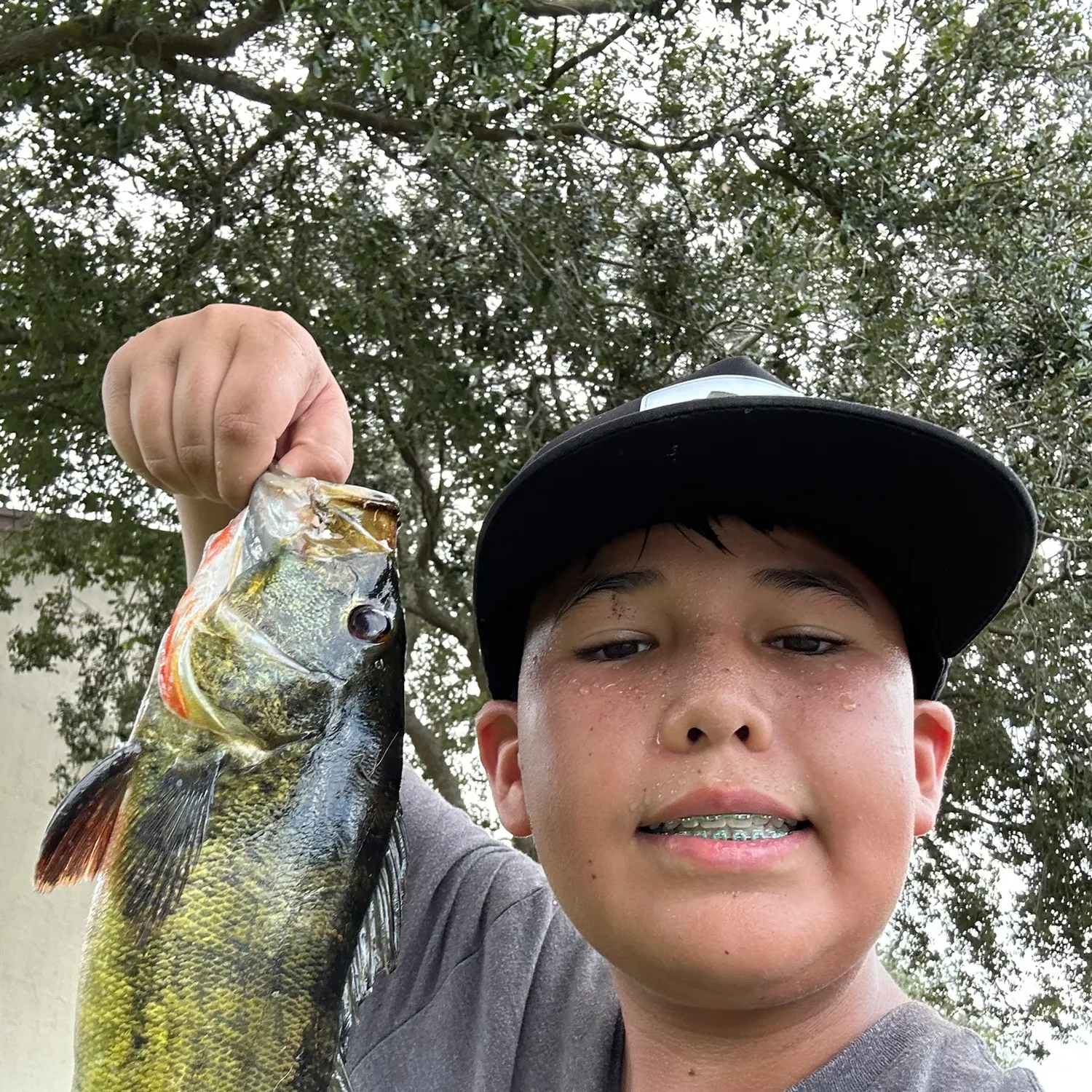 Butterfly peacock bass caught on Fishbrain