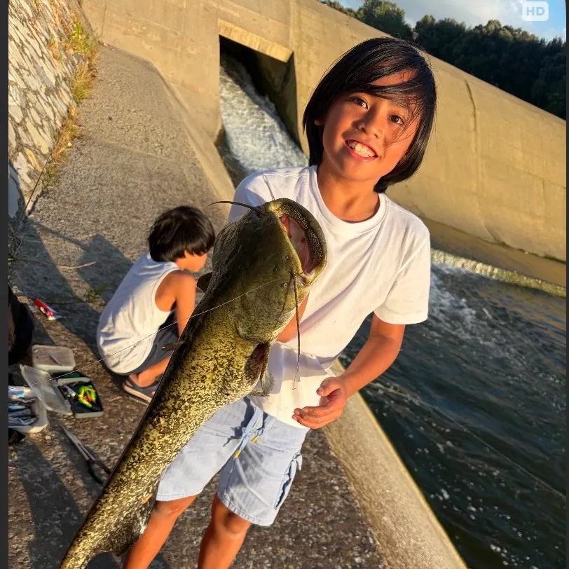 Wels catfish caught on Fishbrain