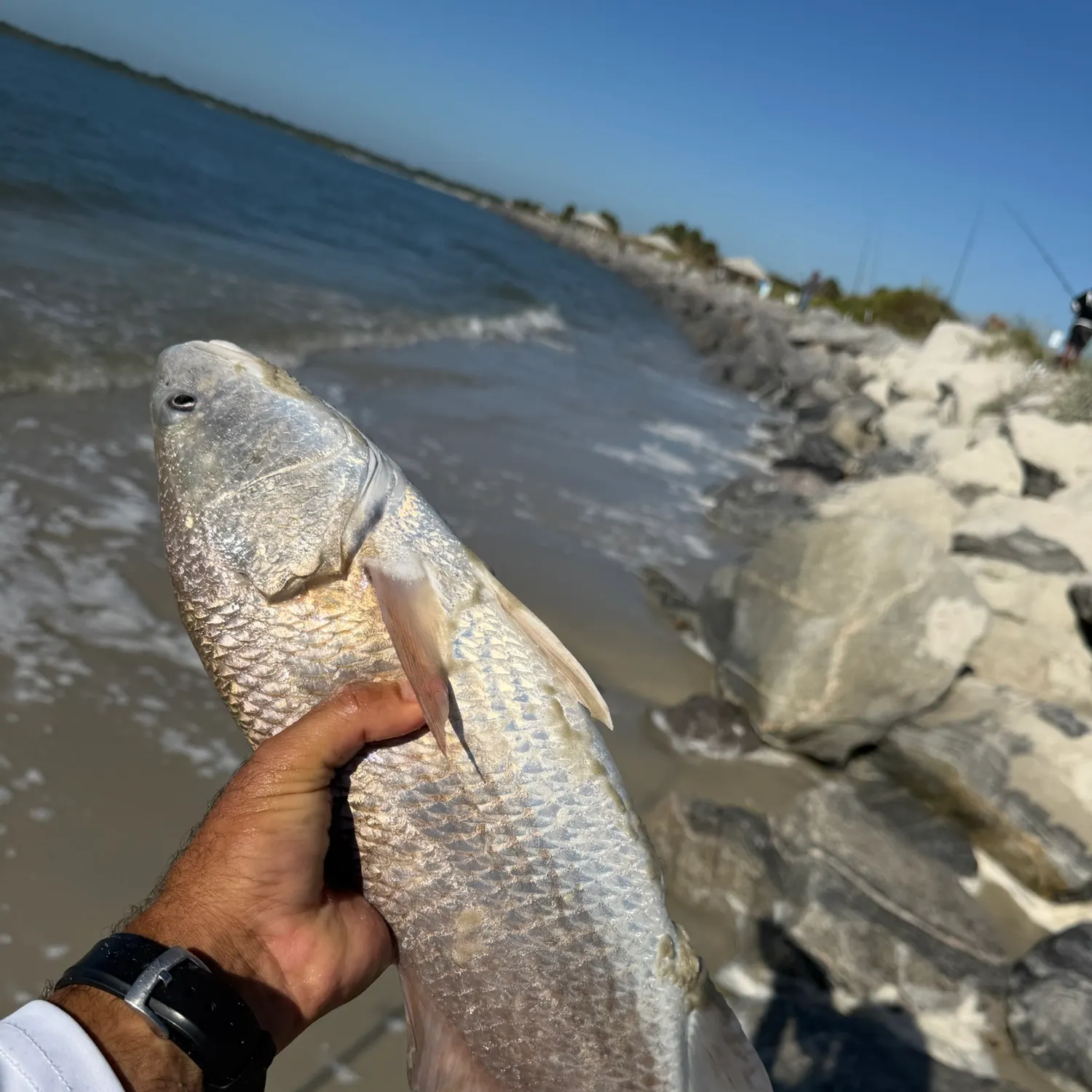 Red drum caught on Fishbrain