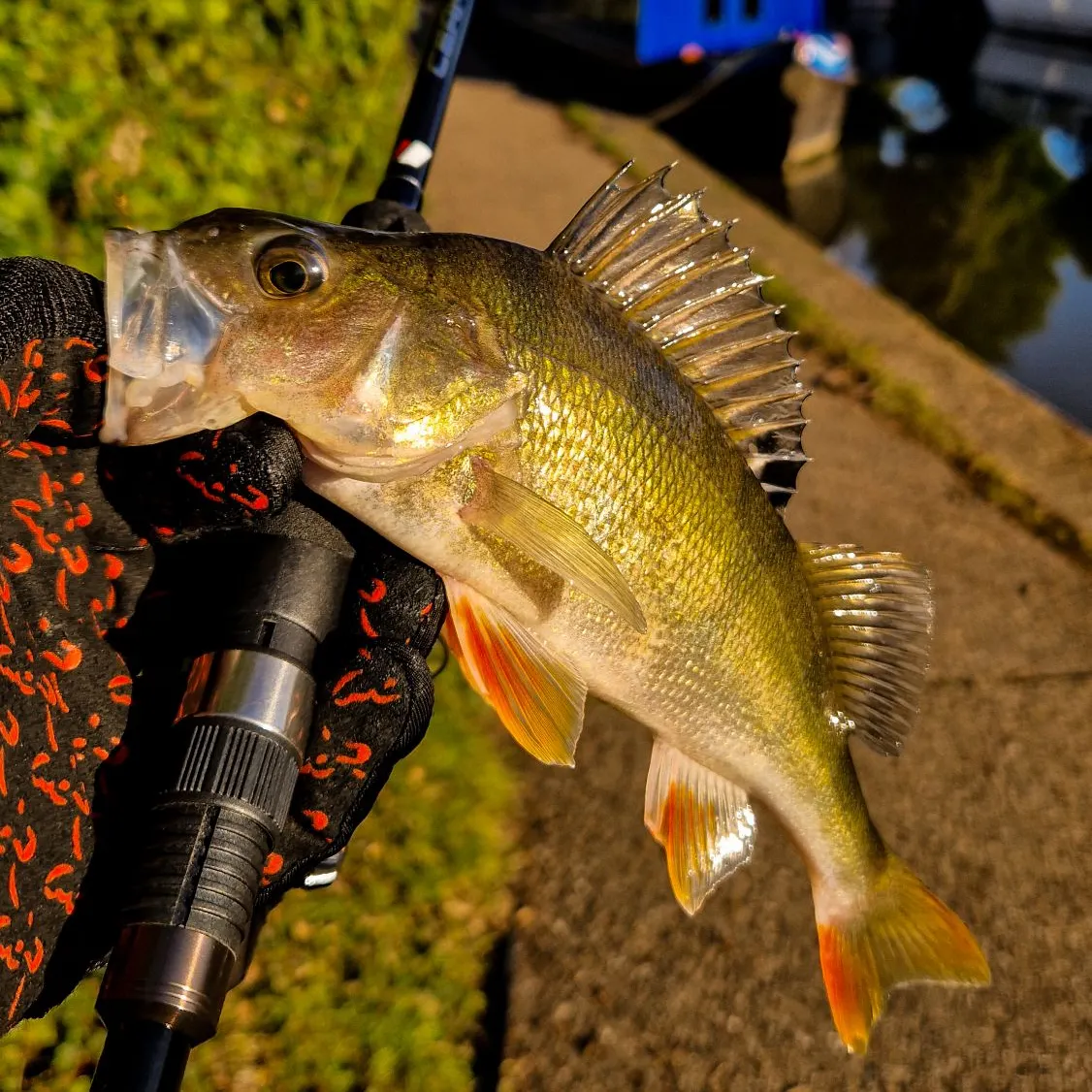 The most recent European perch catches on Fishbrain