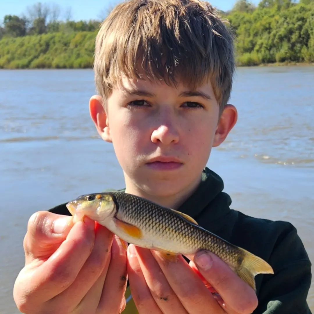 Hornyhead chub caught on Fishbrain