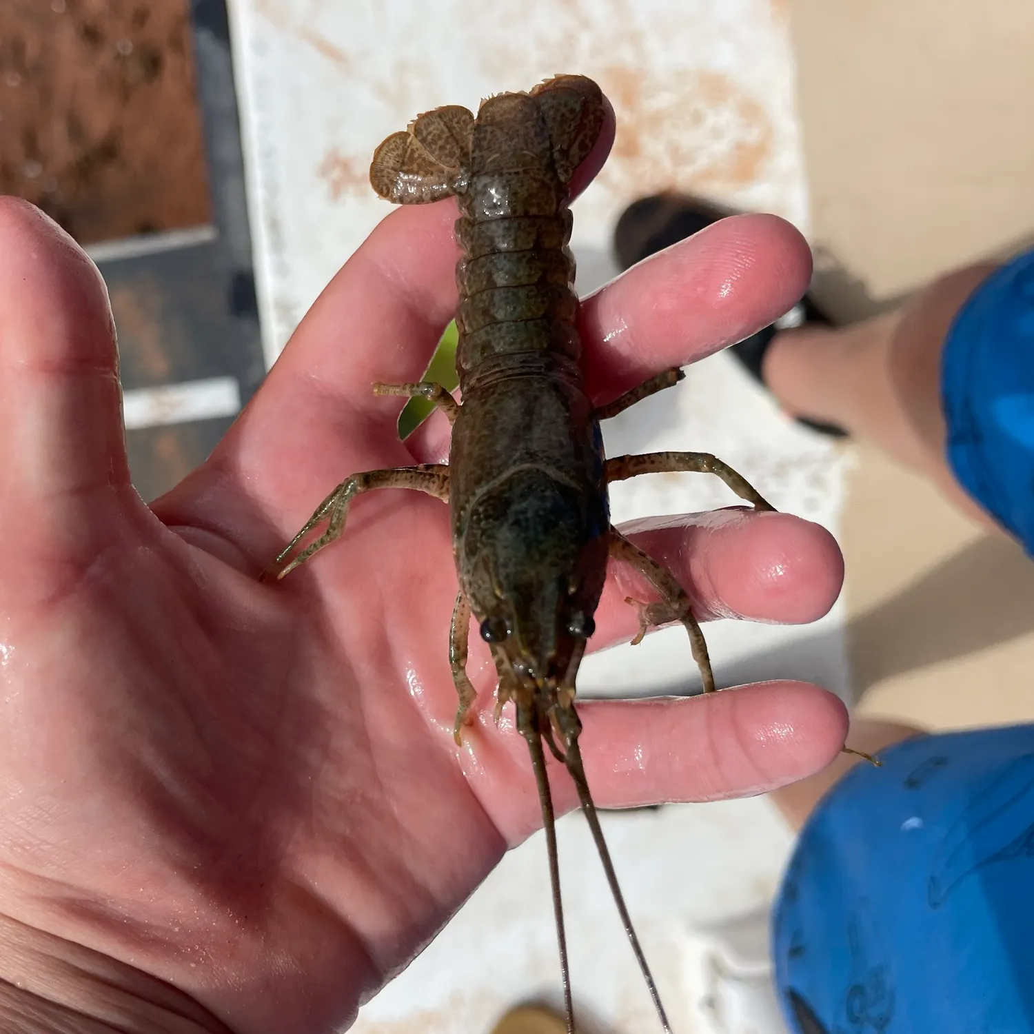 Signal crayfish caught on Fishbrain