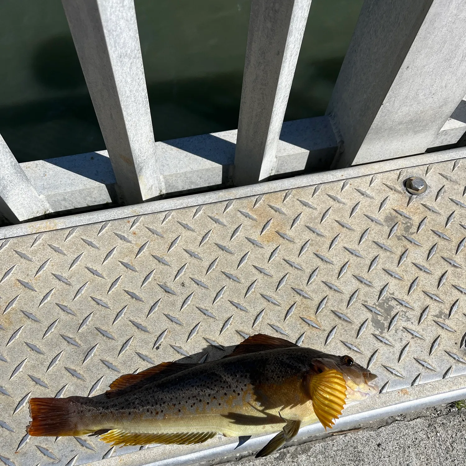 Kelp greenling caught on Fishbrain