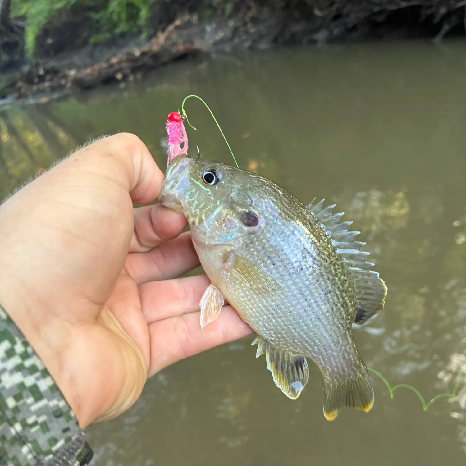 Green sunfish caught on Fishbrain