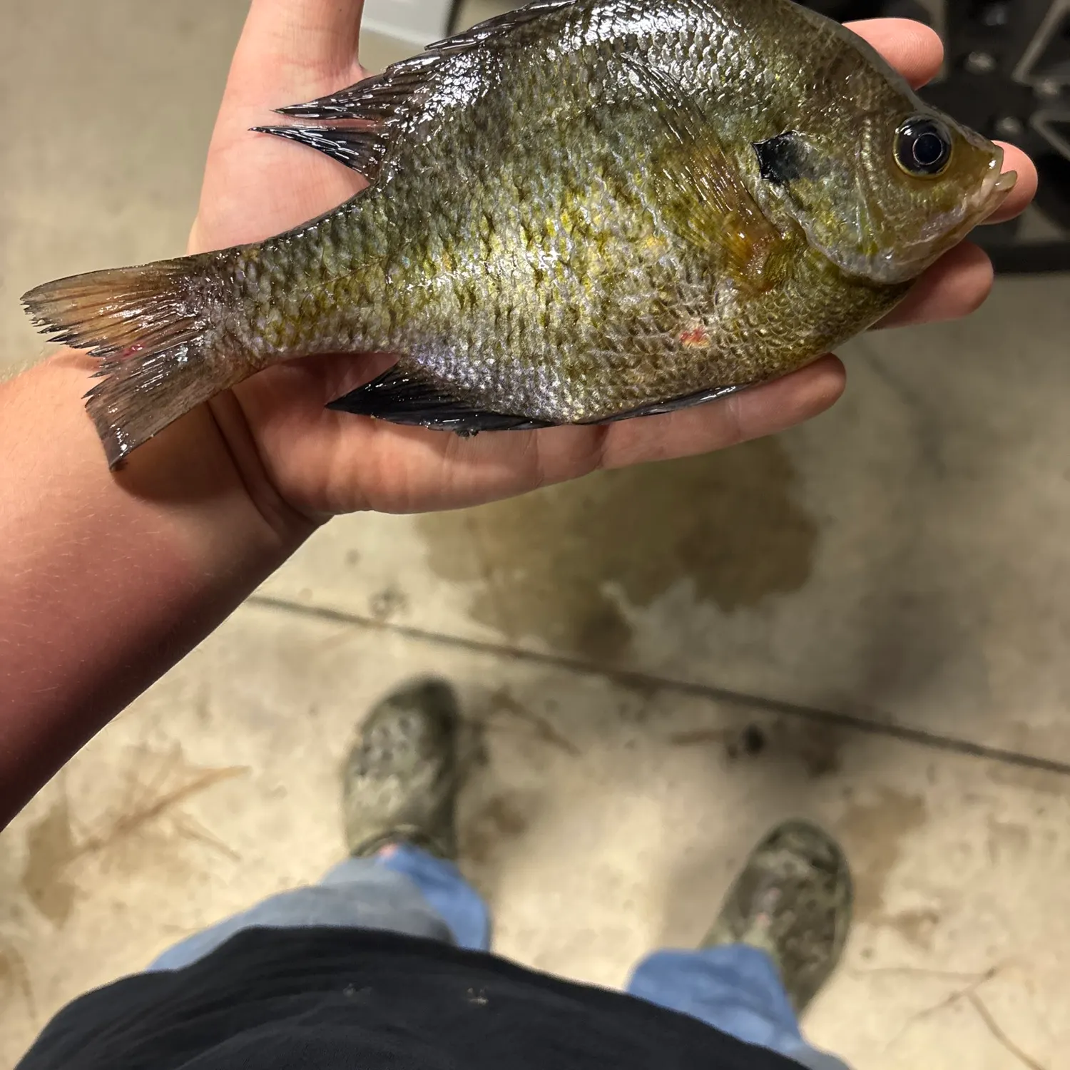 catch