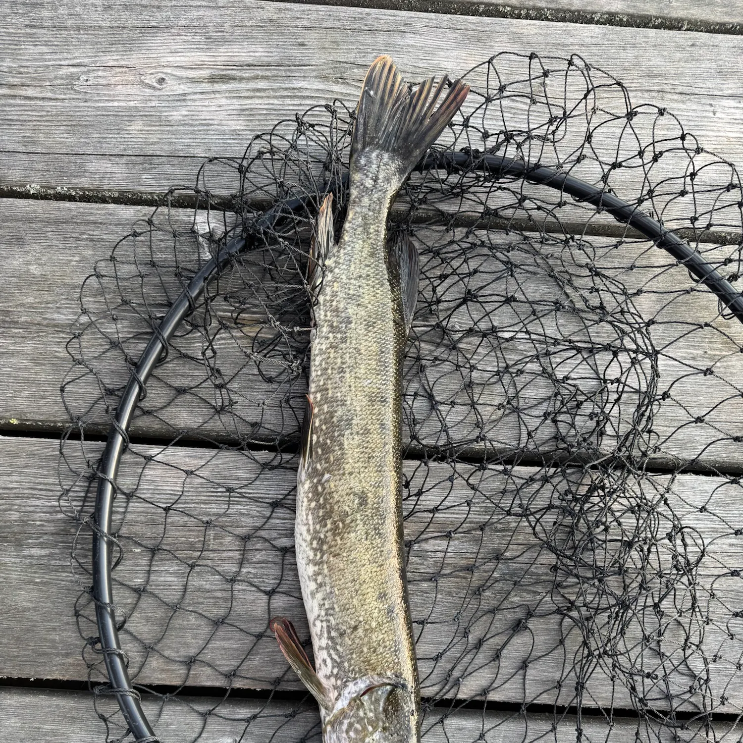 Northern pike caught on Fishbrain