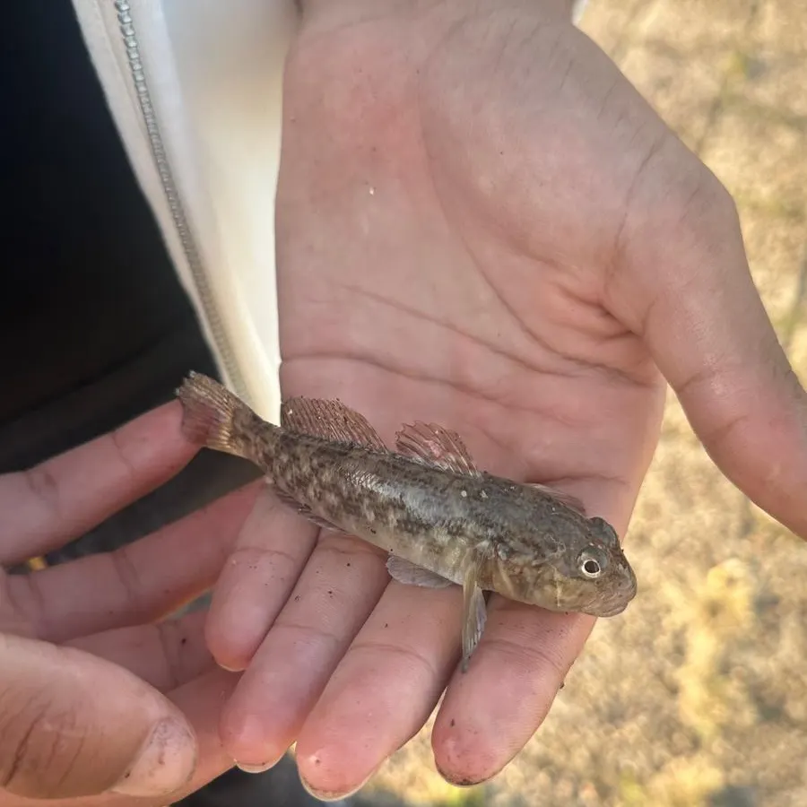 Round goby caught on Fishbrain