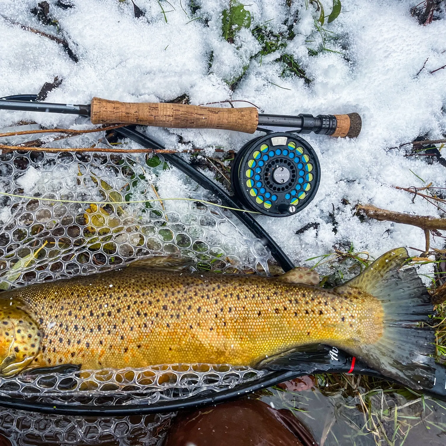 The most recent Seeforellen trout catches on Fishbrain