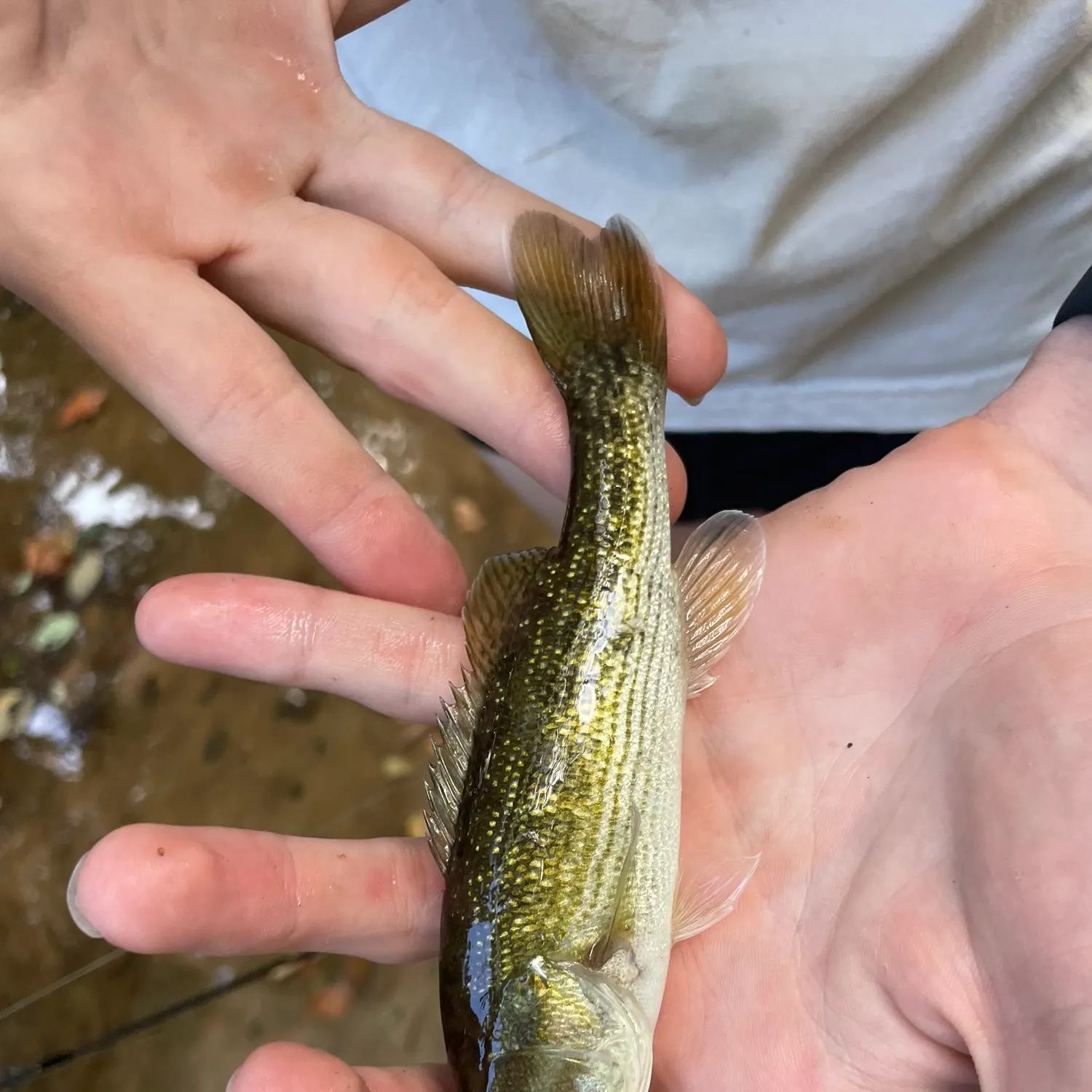 Tallapoosa bass caught on Fishbrain