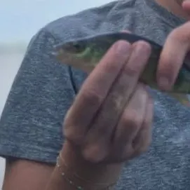 Yellow perch caught on Fishbrain