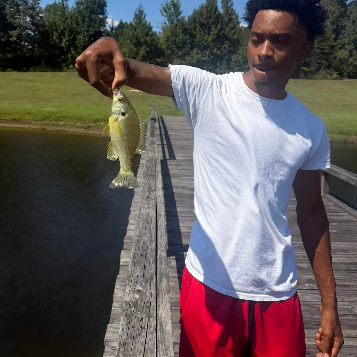 Redear sunfish caught on Fishbrain