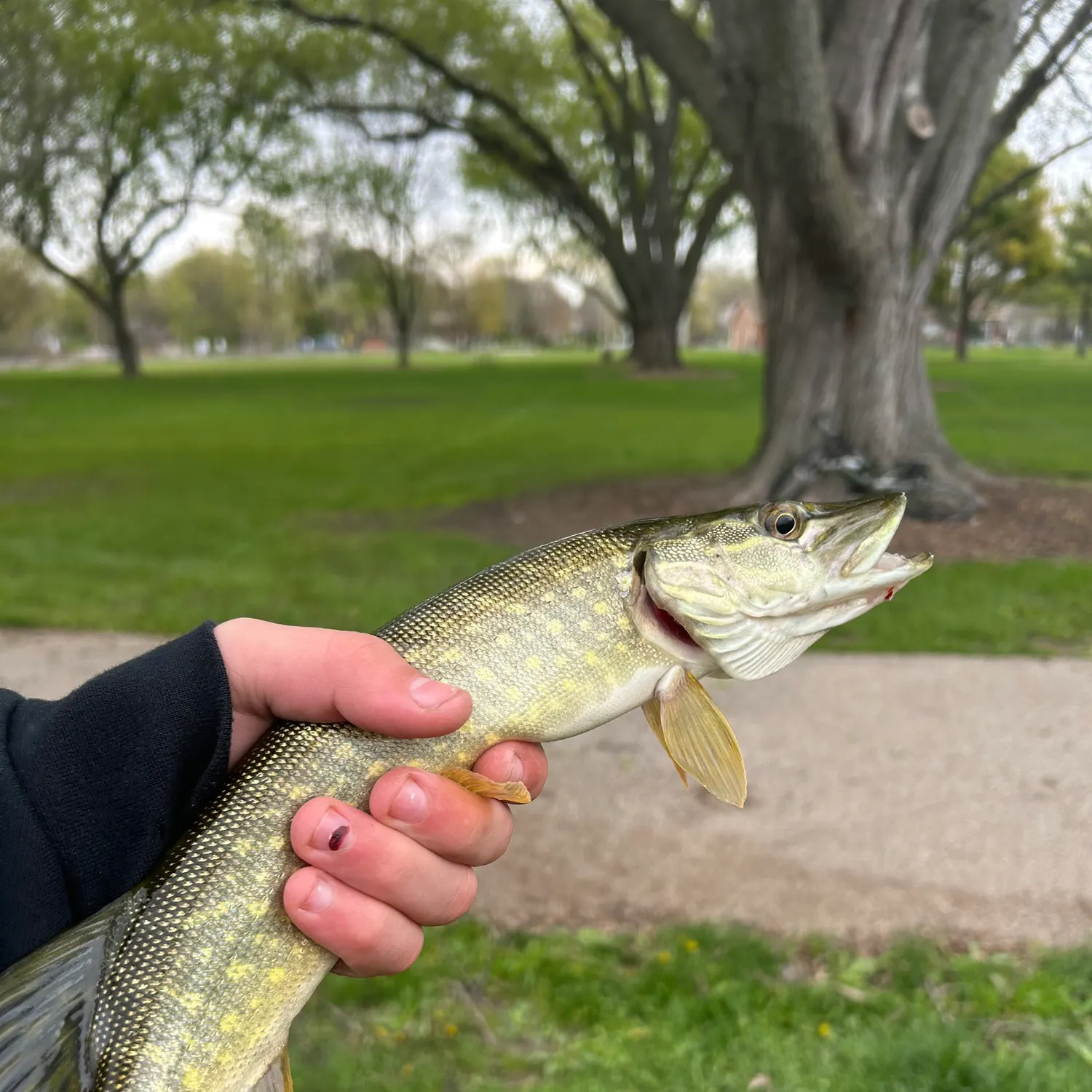 catch