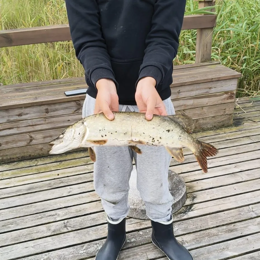 Northern pike caught on Fishbrain