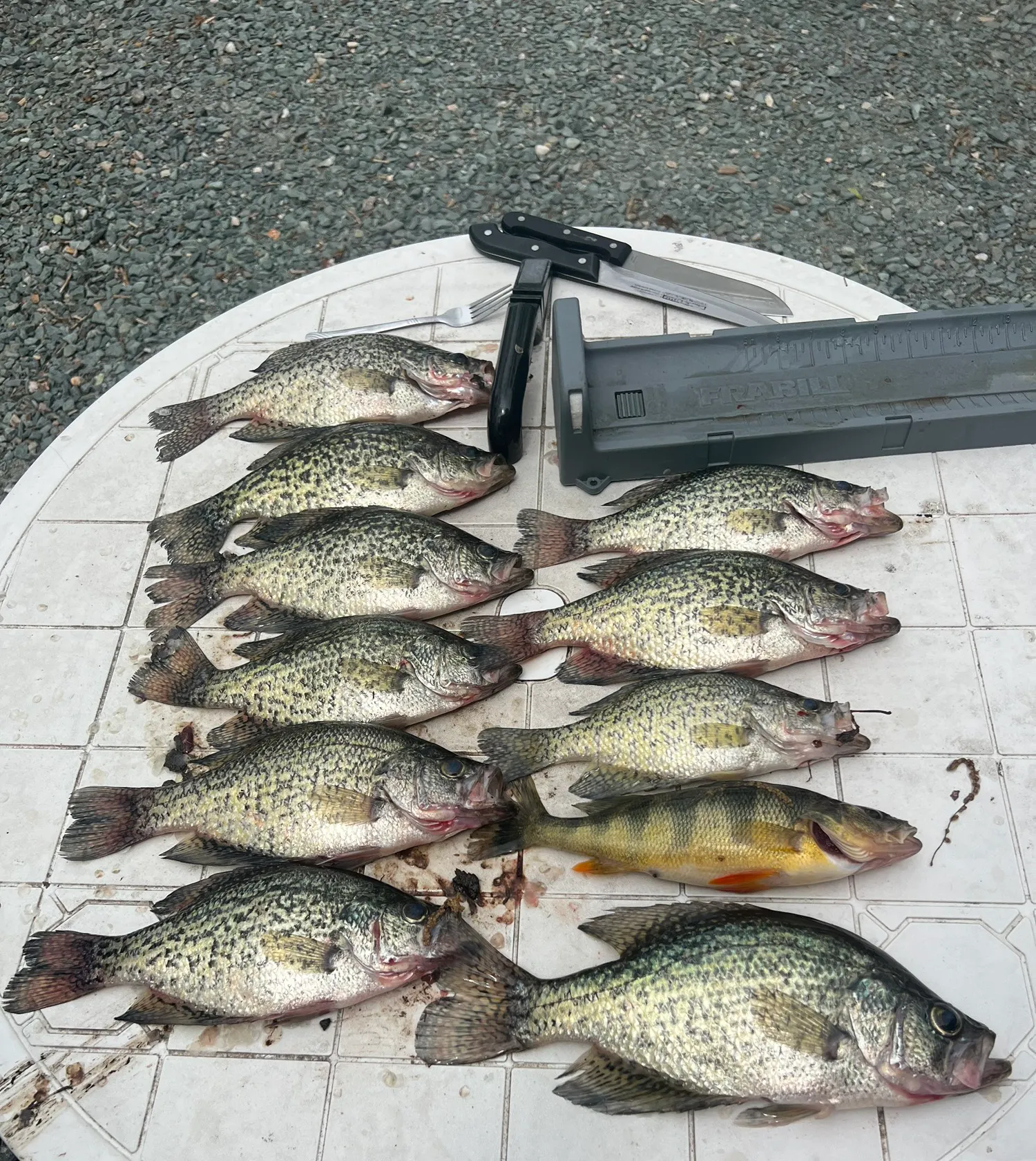 recently logged catches