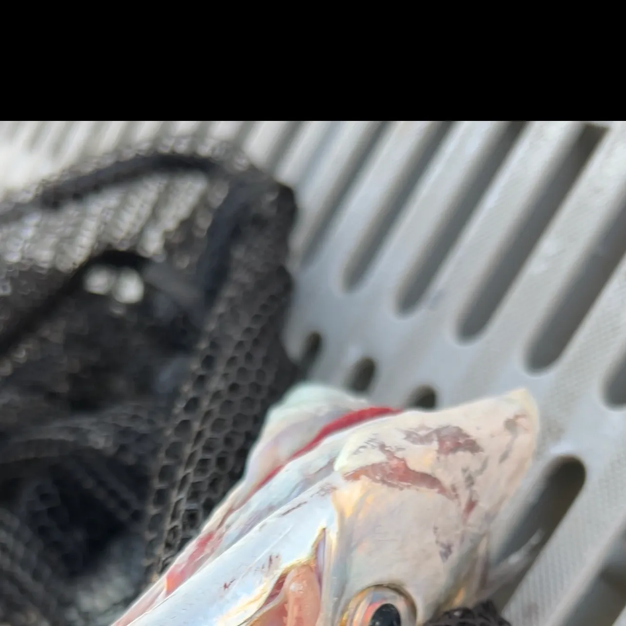 The most recent Great barracuda catches on Fishbrain