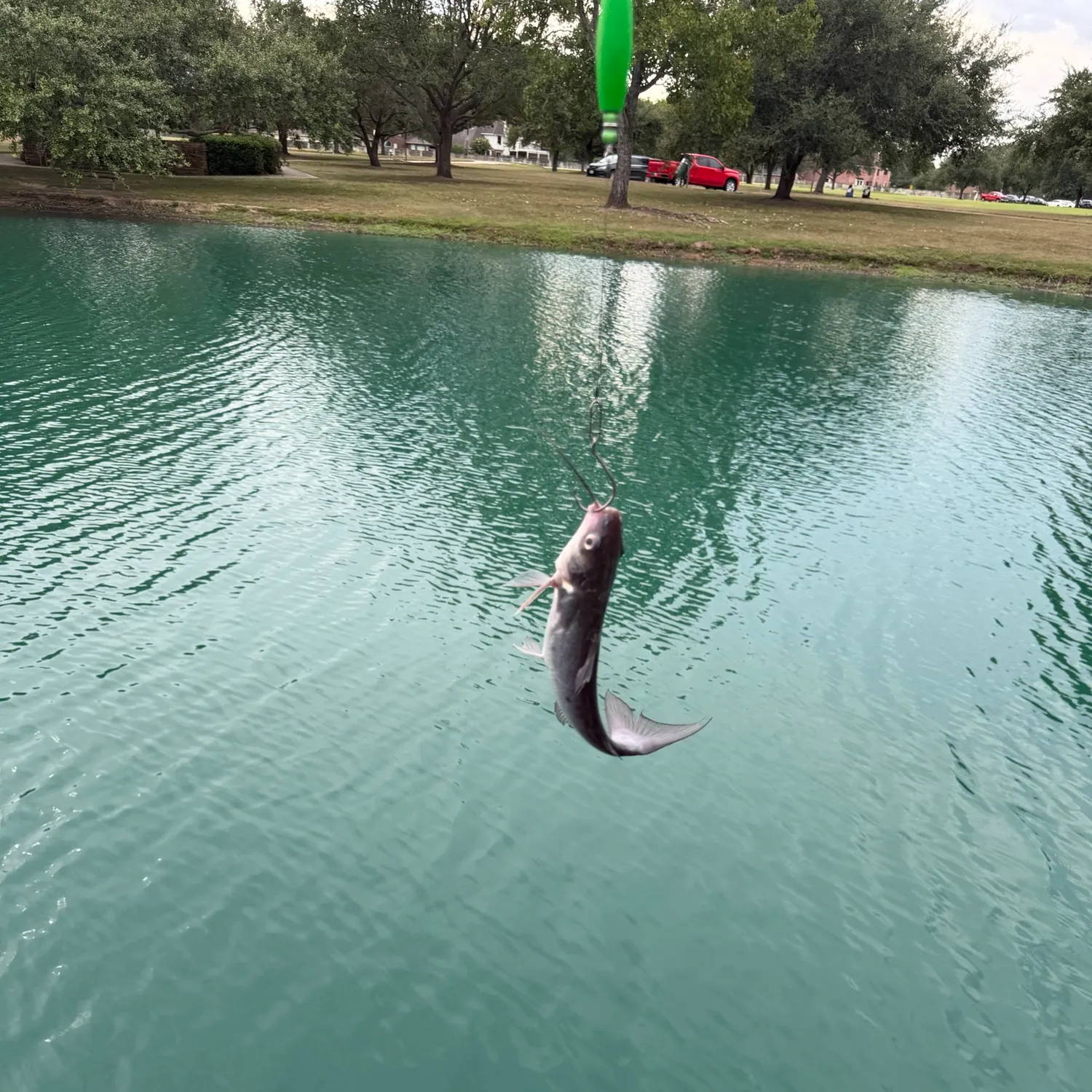 Channel catfish caught on Fishbrain