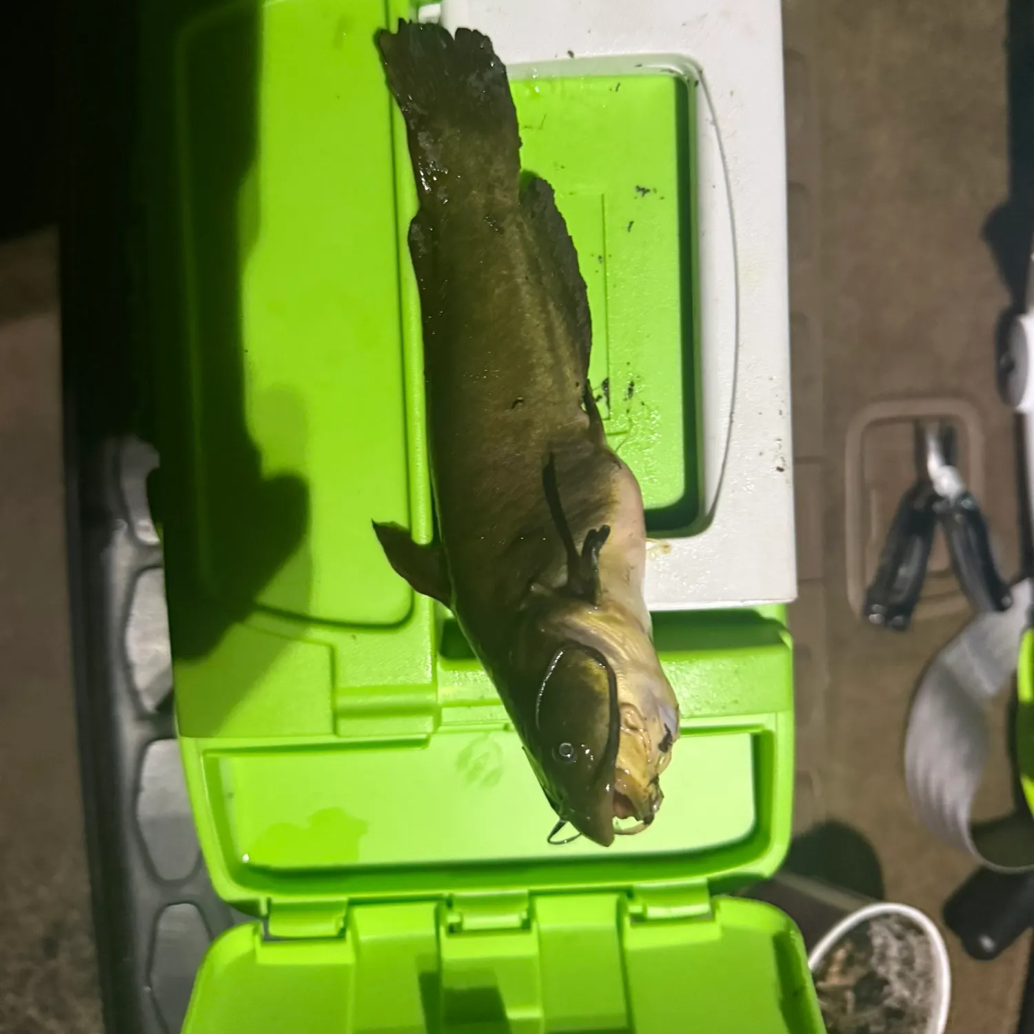 catch