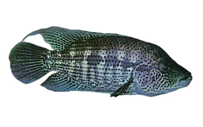 Wolf cichlid